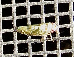 Scaphoideus