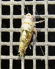 Scaphoideus