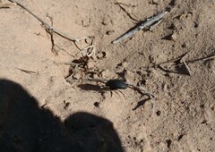 Eusattus reticulatus