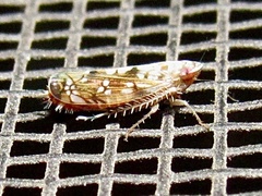 Scaphoideus