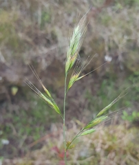 Festuca bromoides