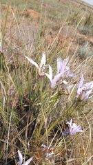 Xerophyta retinervis