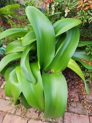 Haemanthus coccineus
