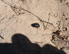 Eusattus reticulatus