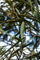 Pseudopanax crassifolius