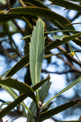 Pseudopanax crassifolius