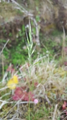 Festuca bromoides