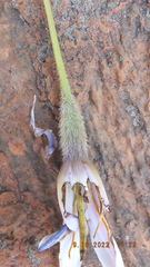 Xerophyta retinervis