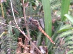 Orthetrum azureum