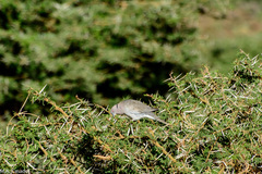 Streptopelia decipiens