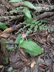 Calanthe triplicata