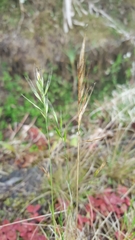 Festuca bromoides
