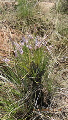 Xerophyta retinervis