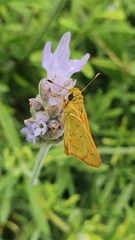 Ocybadistes walkeri