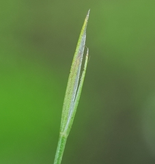 Festuca bromoides