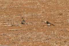 Trachyphonus darnaudii