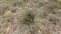 Xerophyta retinervis