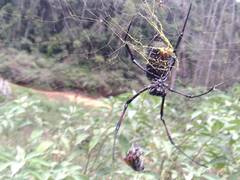 Trichonephila inaurata madagascariensis
