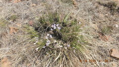 Xerophyta retinervis