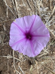 Ipomoea bolusiana