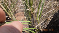 Xerophyta retinervis