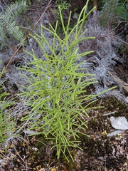 Lycopodium deuterodensum