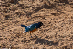 Lamprotornis superbus