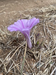 Ipomoea bolusiana