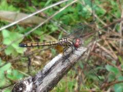 Trithemis