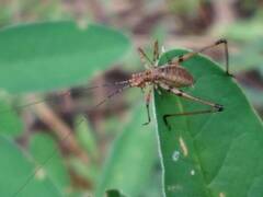 Gryllidae