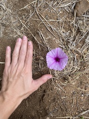 Ipomoea bolusiana