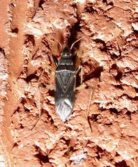 Froeschneria piligera