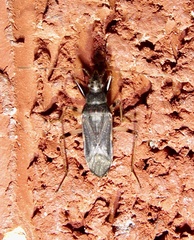Froeschneria piligera