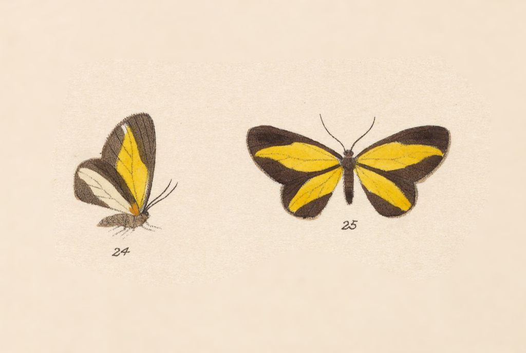 Eutrepsia cynaxa