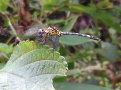 Neodythemis