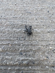 Gryllidae