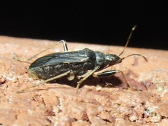 Froeschneria piligera