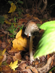 Coprinopsis picacea