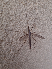 Tipula paludosa