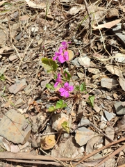 Pelargonium rodneyanum