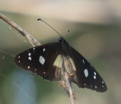 Amauris albimaculata