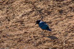 Lamprotornis superbus