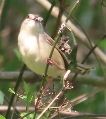 Prinia subflava