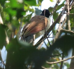 Centropus superciliosus burchellii