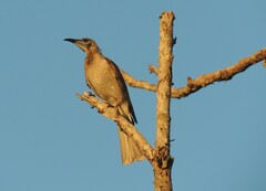 Philemon citreogularis