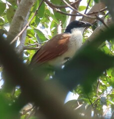 Centropus superciliosus burchellii