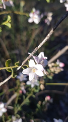 Philotheca verrucosa