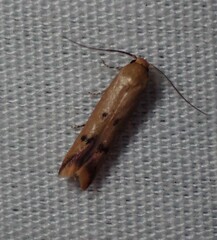 Tachystola hemisema