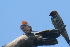 Cecropis abyssinica