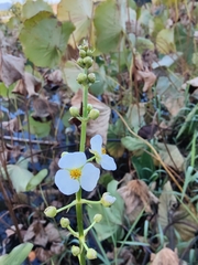 Sagittaria trifolia